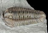 Detailed, Flexicalymene Trilobite - Ohio #61047-3